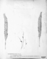 Claviceps purpurea image